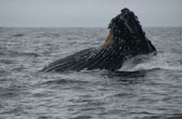 Bultrug walvis of Humpback whale