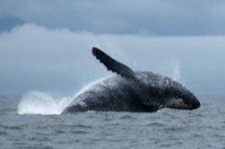Bultrug of Humpback walvis voor de kust van Vancouver Island