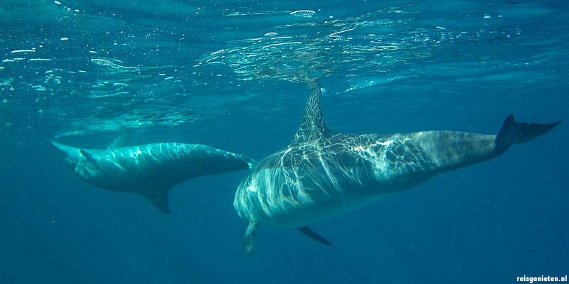 Dolfijnen bij Corsica