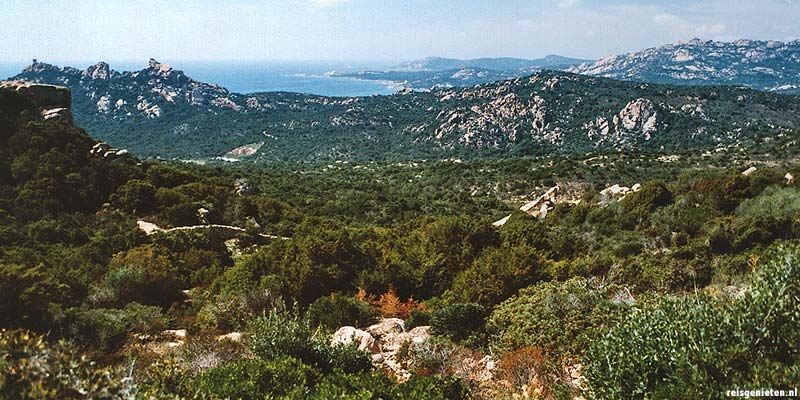 Maquis kreupelhout. Typische begroeiing voor Corsica