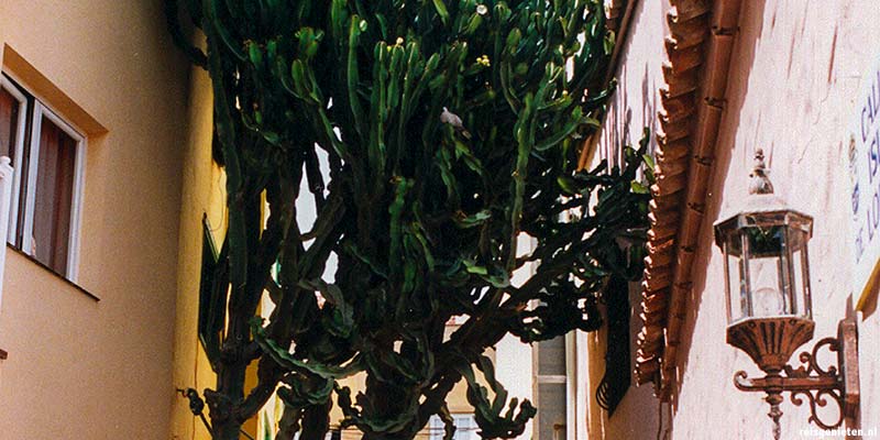 Een uit de kluiten gegroeide cactus op het Canarische Eiland Fuerteventura