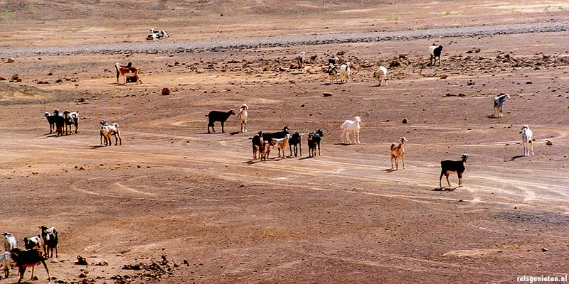 Een kudde loslopende geiten ergens in het binnenland van het Canarische Eiland Fuerteventura