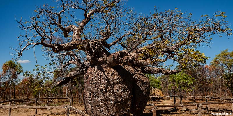 Boabab boom Derby werd gebruikt als gevangenis voor Aboriginals