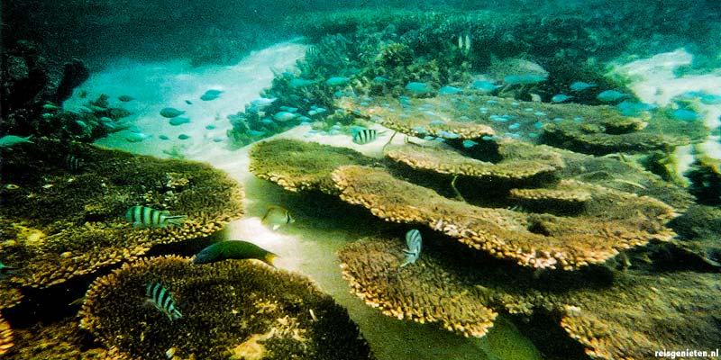 Great Barrier Reef in Queensland
