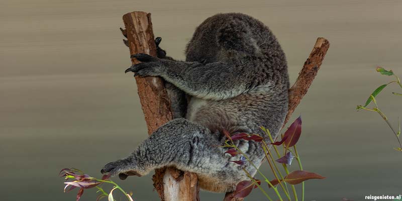 Koala in Taronga Zoo, Australie