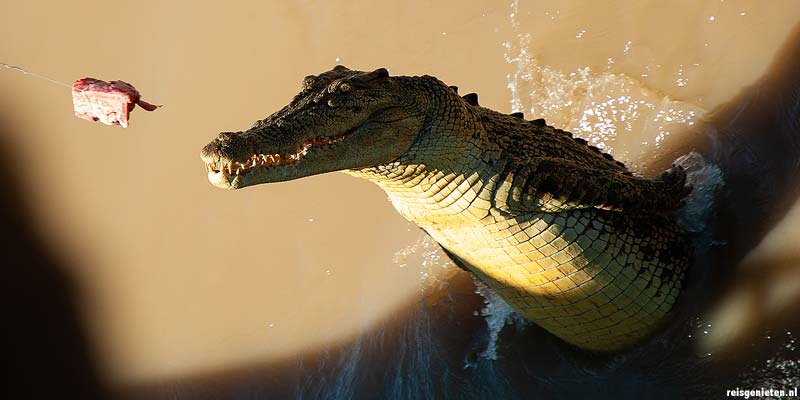 Krokodillen in Kakadu in de omgeving van Darwin