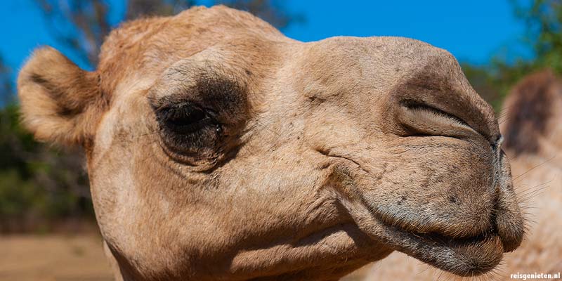 Een Australische kameel in de Outback