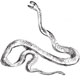 De Red Bellied Black Snake en de King Brown Snake zijn de gevaarlijkste slangen van Australie
