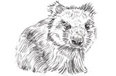 De wombat
