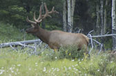 Wilde dieren zien op vakantie in Banff National Park