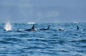 Orca's voor de kust van Vancouver Island