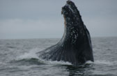 Bultrug of Humpback walvis voor de kust van Vancouver Island bij het plaatsje Tofino