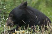 Zwarte beer op zoek naar buffalo berries langs de kant van de weg