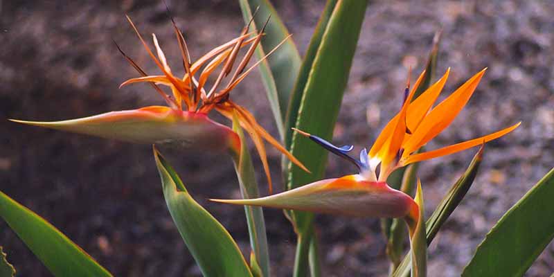 Paradijsvogelbloem of Strelitzia's, een leuk souvenir van Fuerteventura voor de thuisblijvers