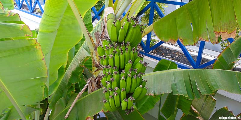 Dankzij het heerlijke klimaat groeien de bananen in de tuin van het vakantiehuisje, Lanzarote