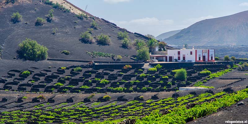 Een bodega in het wijngebied La Geria op Lanzarote