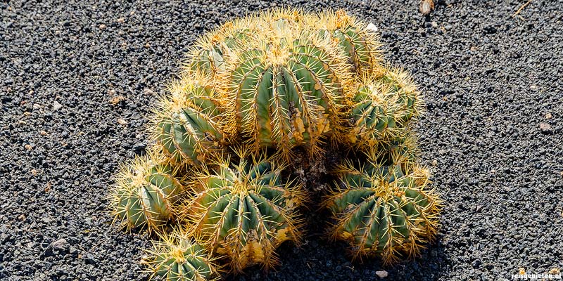 Cactustuin op Lanzarote, Canarische Eilanden