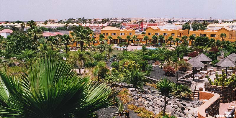 Een uit de kluiten gegroeide cactus in Corralejo op het Canarische Eiland Fuerteventura