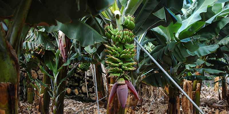 Bananenplantage op La Palma