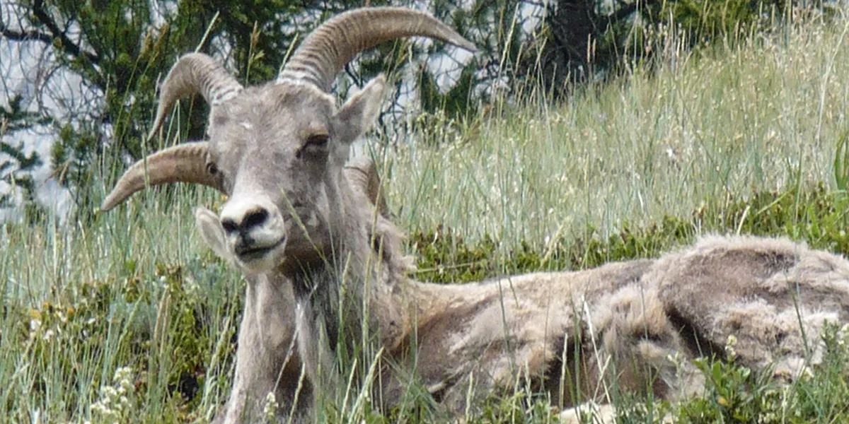 Bergschapen langs de kant van de weg