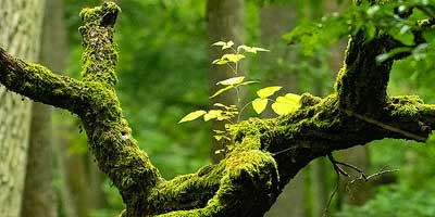 Oerbos Białowieża in Polen