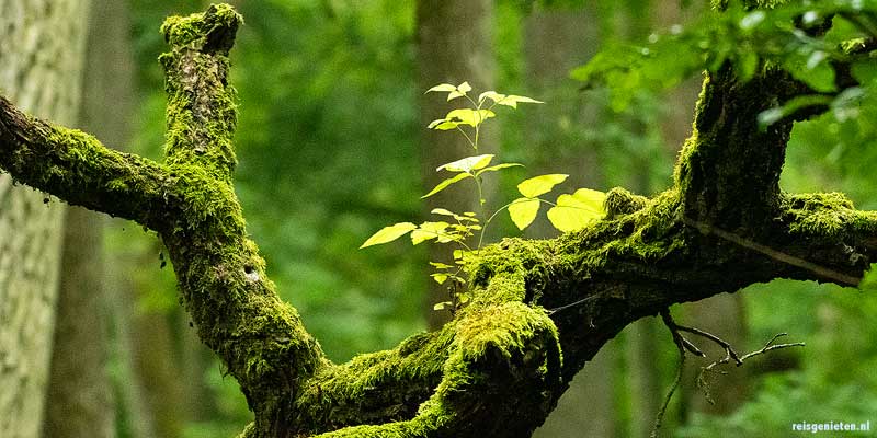 Het ongerepte oerbos van Białowieża in Polen