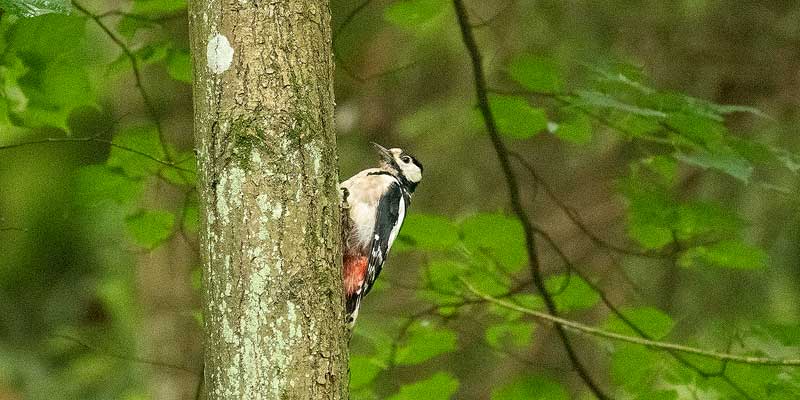 Specht in het oerbos van Bialowieza in Polen