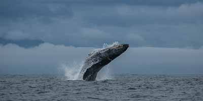 Bultrug Walvis (Humpback whale) voor de Canadese kust bij Va