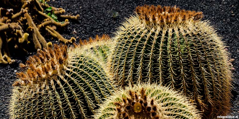 Cactustuin op Lanzarote, Canarische Eilanden