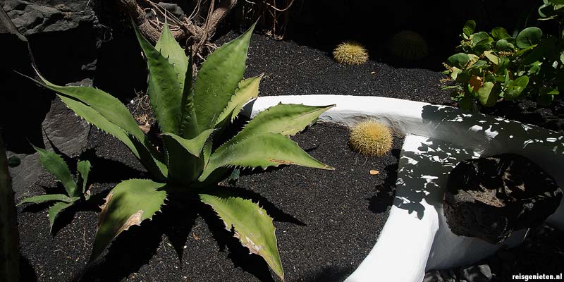 Cactustuin op Lanzarote, Canarische Eilanden