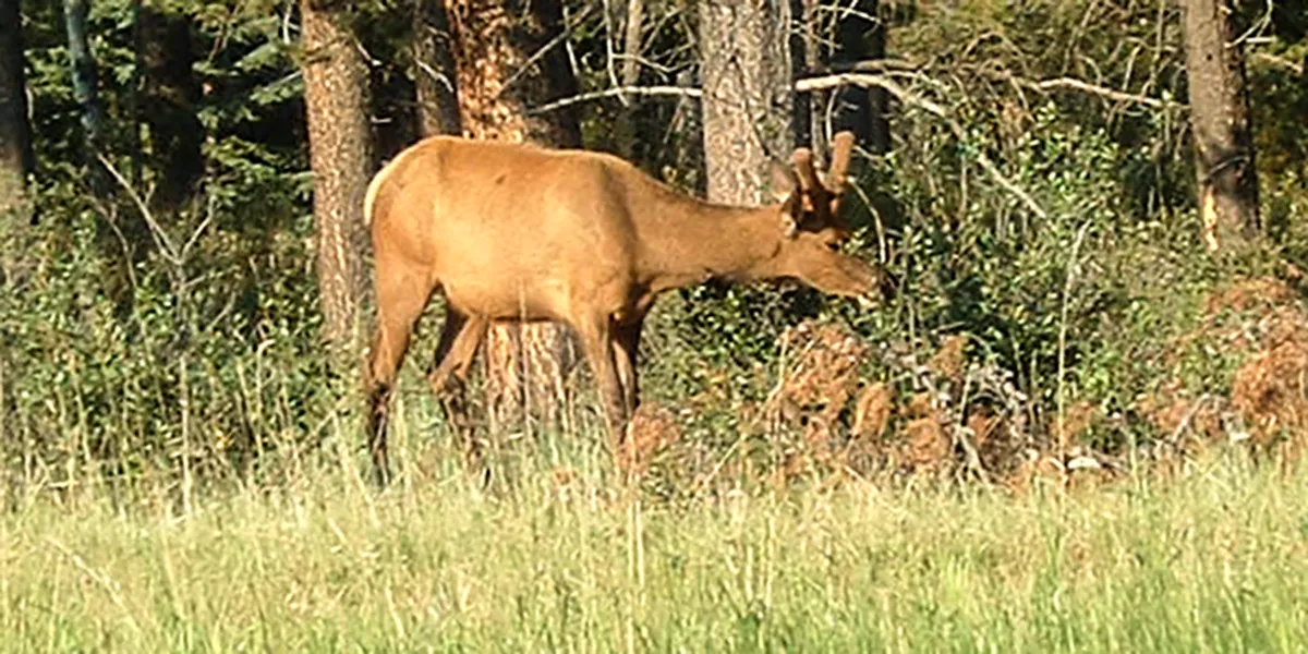 Wilde dieren zien op vakantie in Banff National Park
