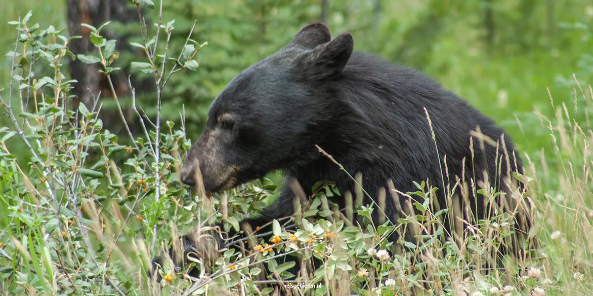 Zwarte beer op zoek naar buffalo berries langs de kant van de weg