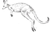 De Kangaroe
