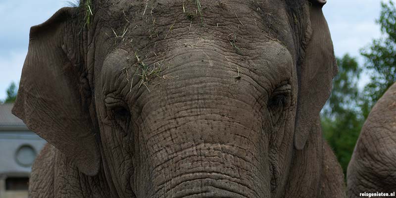 Een dagje naar de dierentuin in Denemarken
