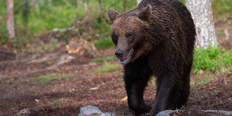 Beren spotten aan de Russische grens in Finland