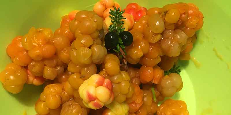 Zelfgeplukte cloudberries van een fell