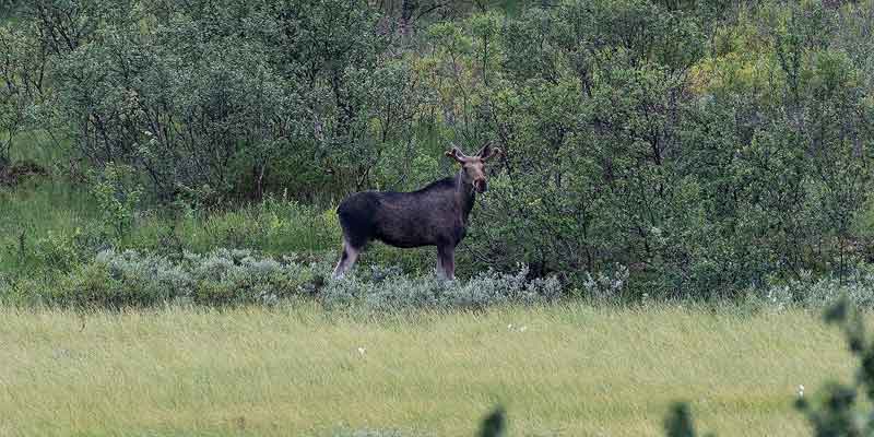Een alerte vrouwtjes eland bij een meertje langs de weg in Finland