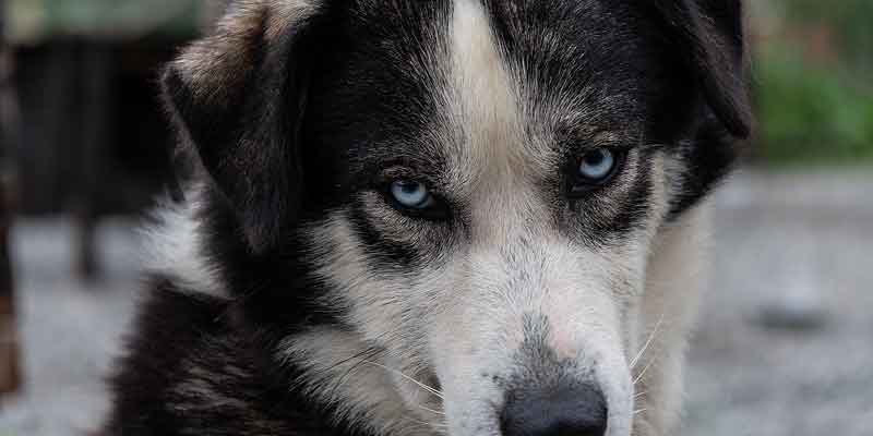 Huskies Finland