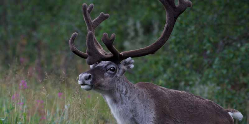 Rendier in Finland