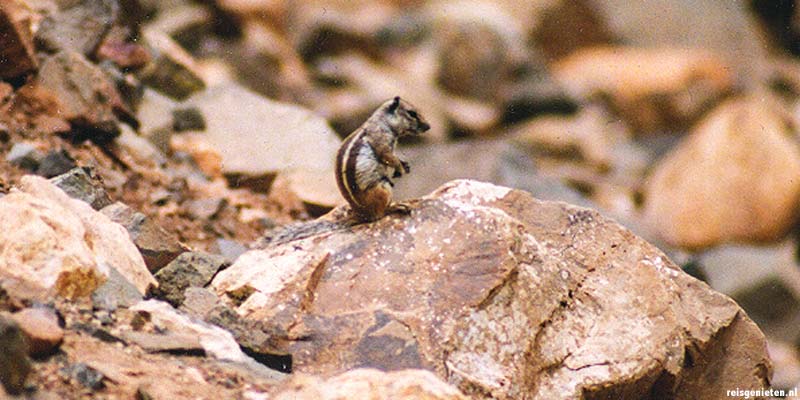 Wilde Eekhoorntjes op Fuerteventura op de Canarische Eilanden