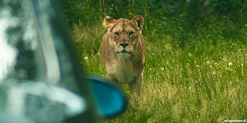 Met je auto tussen de leeuwen in het Givskud dierentuin