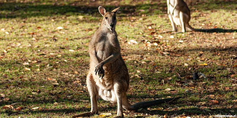 wallabies