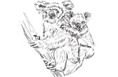 De Koala