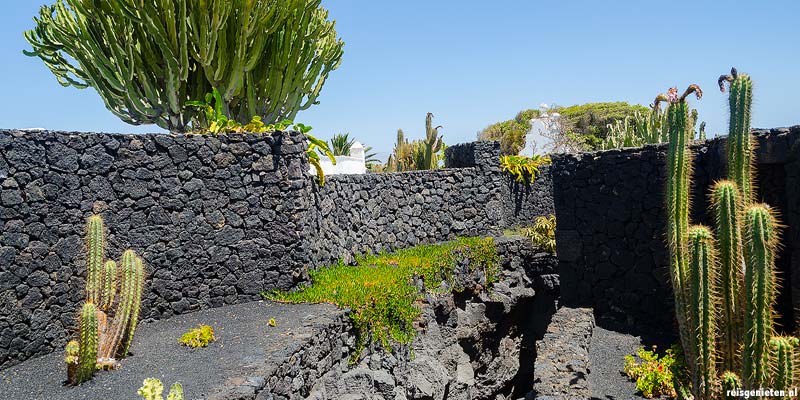 Cactustuin op Lanzarote, Canarische Eilanden