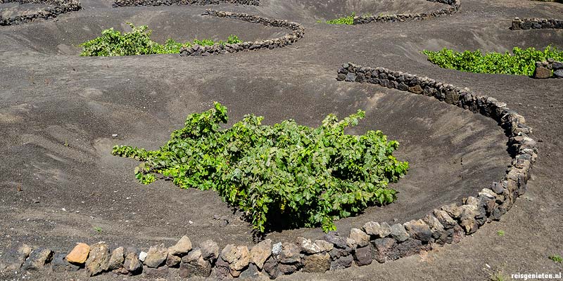 Wijnbouw La Geria op Lanzarote, Canarische Eilanden
