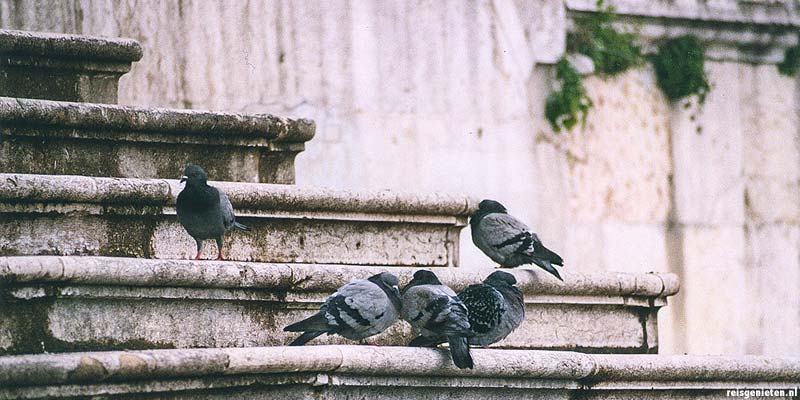 Duiven op een kerktrap, ergens in Lissabon