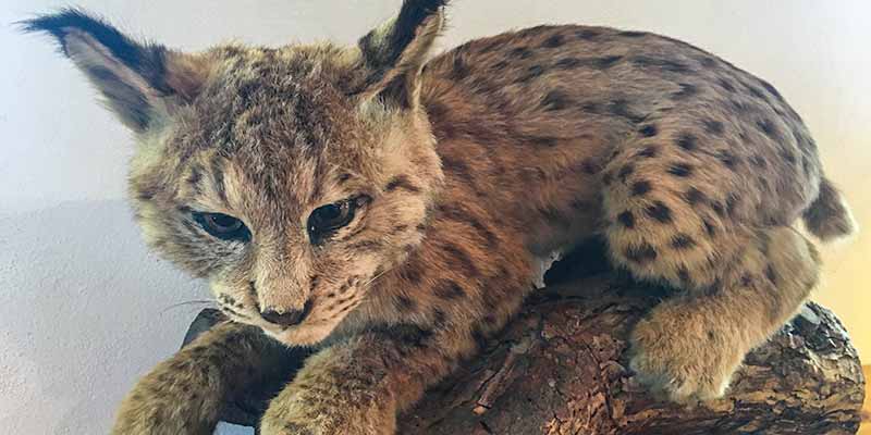 Een jonge lynx width=