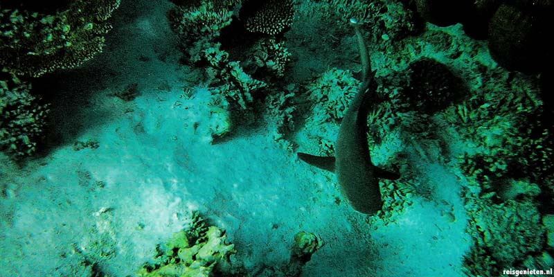 Snorkelen bij Coral Bay in West Australie