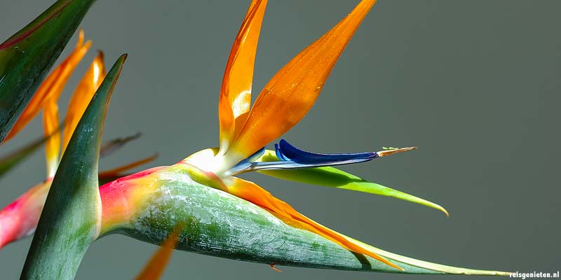 Paradijsvogelbloem of Strelitzia's Canarische Eilanden souvenir