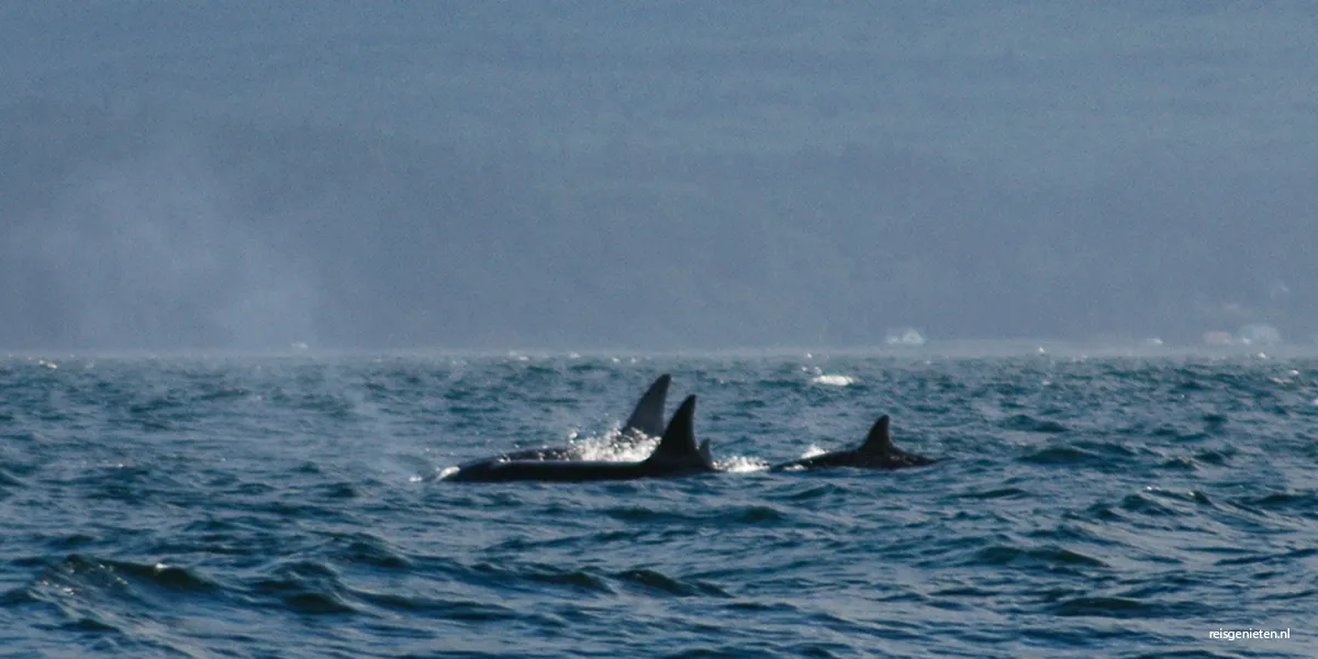 Orca's voor de kust van Vancouver Island